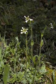 Attēlu rezultāti vaicājumam “Arabis hirsuta flower”