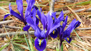 Attēlu rezultāti vaicājumam “Iris reticulata”