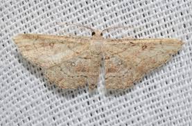 Attēlu rezultāti vaicājumam “Cyclophora pendularia”