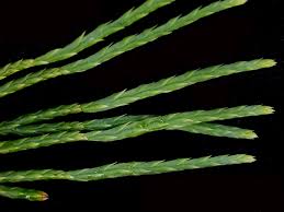 Attēlu rezultāti vaicājumam “Diphasiastrum tristachyum”