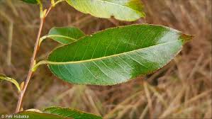 Attēlu rezultāti vaicājumam “Salix pentandra leaf”