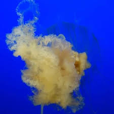 Image result for Phacellophora camtschatica