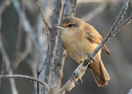 Image result for Acrocephalus arundinaceus