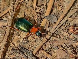 Attēlu rezultāti vaicājumam “Lebia chlorocephala”