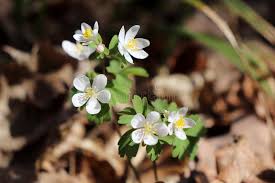 Attēlu rezultāti vaicājumam “Isopyrum thalictroides flower”