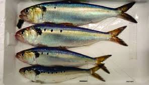 Image result for Alosa fallax