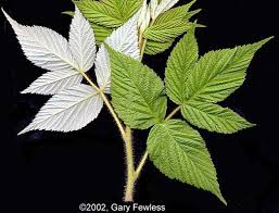 Attēlu rezultāti vaicājumam “Rubus idaeus”