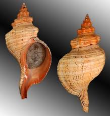 Image result for Triplofusus giganteus