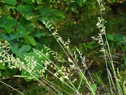 Attēlu rezultāti vaicājumam “Festuca arenaria”