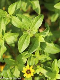 Image result for Sanvitalia procumbens