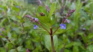 Attēlu rezultāti vaicājumam “Veronica beccabunga bud”