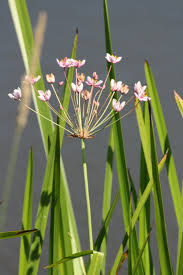 Attēlu rezultāti vaicājumam “Butomaceae”