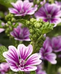 Image result for Malva sylvestris 'Zebrina'