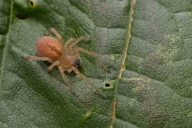 Attēlu rezultāti vaicājumam “Cheiracanthium sp. male”