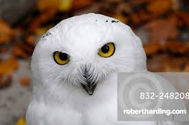 Image result for Bubo scandiacus