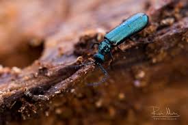 Attēlu rezultāti vaicājumam “Dasytes caeruleus imago”