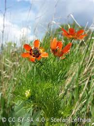 Image result for Adonis aestivalis