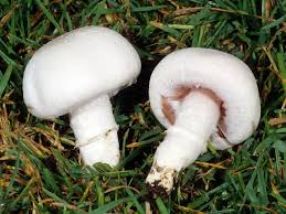 Attēlu rezultāti vaicājumam “Agaricus”