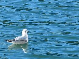 Image result for Chroicocephalus philadelphia