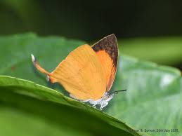Attēlu rezultāti vaicājumam “Nymphalis xanthomelas upperside”