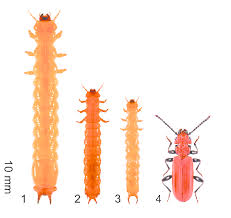Attēlu rezultāti vaicājumam “Schizotus pectinicornis”