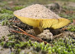 Attēlu rezultāti vaicājumam “Octospora splachnophila”