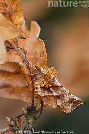 Attēlu rezultāti vaicājumam “Selenia dentaria”