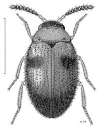 Attēlu rezultāti vaicājumam “Leiodidae”