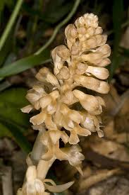 Attēlu rezultāti vaicājumam “Neottia nidus-avis fruit”