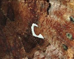 Attēlu rezultāti vaicājumam “Polygonia c-album underside”