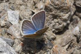 Attēlu rezultāti vaicājumam “Agrodiaetus amandus female”