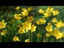 Attēlu rezultāti vaicājumam “Tulipa sylvestris fruit”