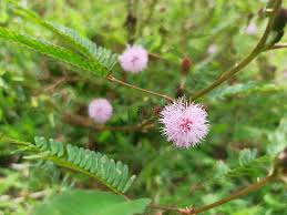 Image result for pohon semalu images