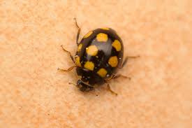 Attēlu rezultāti vaicājumam “Coccinula quatuordecimpustulata”