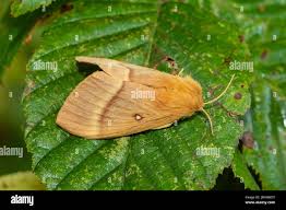 Attēlu rezultāti vaicājumam “Lasiocampa quercus imago”