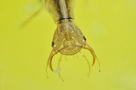 Attēlu rezultāti vaicājumam “Dytiscus sp. larva”