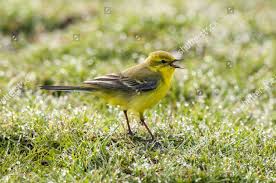 Attēlu rezultāti vaicājumam “Motacilla flava flava adult”