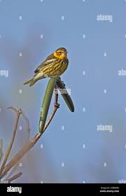 Image result for Dendroica tigrina