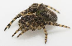 Attēlu rezultāti vaicājumam “Gibbaranea gibbosa”