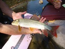 Image result for Moxostoma duquesnei