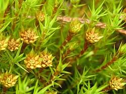 Attēlu rezultāti vaicājumam “Polytrichum strictum”