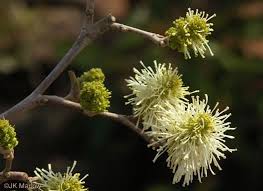 Attēlu rezultāti vaicājumam “Fothergilla major”