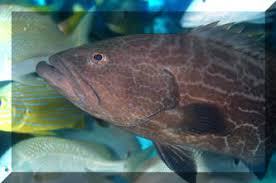 Image result for Mycteroperca olfax