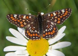 Attēlu rezultāti vaicājumam “Euphydryas maturna upperside”