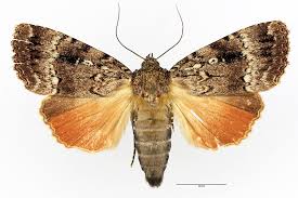 Attēlu rezultāti vaicājumam “Amphipyra”