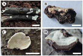 Attēlu rezultāti vaicājumam “Sarcoporia polyspora”