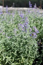 Attēlu rezultāti vaicājumam “Nepeta x faassenii leaf”