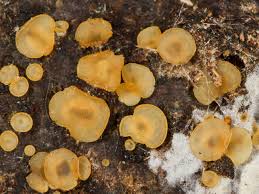 Attēlu rezultāti vaicājumam “Hyalorbilia inflatula”