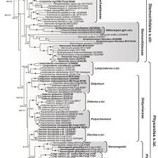 Attēlu rezultāti vaicājumam “Amaurochaete atra spores”