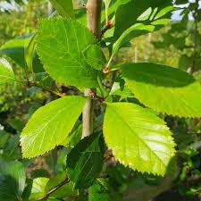 Attēlu rezultāti vaicājumam “Crataegus persimilis leaf”